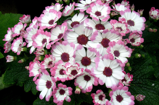 611217 (a): :2200x1455